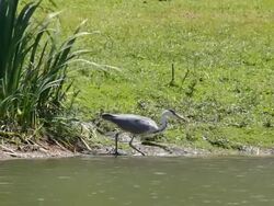 Grey Heron  (Ardea cinerea) Stock Footage