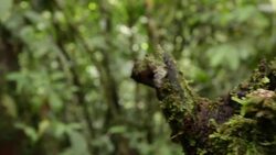Canelos Treefrog (Ecnomiohyla tuberculosa) a very rare canopy dwelling tree frog from the western Amazon. Wide shot with rainforest in background. Stock Footage
