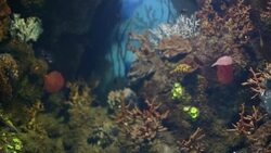 Coral colony on the reef Stock Footage