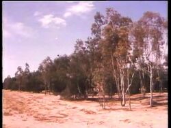 Algeria: Desert, Eritrea - Reforestation, Indonesia - Forest Development, China - Reforestation, Mozambique: Dam News Clip