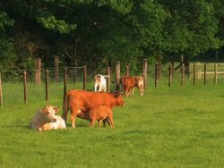 PAL:Cattle Stock Footage