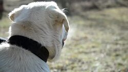 Labrador Retriever. Close up. Stock Footage