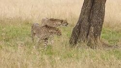Cheetahs Hunting / preying Stock Footage