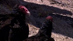 Alert vultures perch on a desert cliff. Stock Footage
