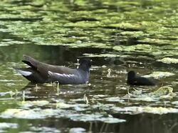 MS Common Moorhen or European Moorhen, gallinula chloropus, Adult looking for Food and Feeding its Chick in Pond / Vieux Pont, Normandy, France Stock Footage