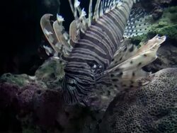 Lionfish Stock Footage