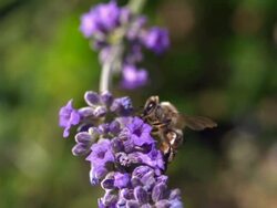 ECU SLO MO Shot of Honey bee feeding on nectar from lavender flower, cleaning his eye and antenna, has walking on flower and taking off / Les Mureaux, Yvelines (78), France Stock Footage