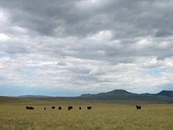 WS T/L View of Angus cows on prairie with dramatic clouds and sun and shadows rolling across landscape / Augusta, Montana, United States Stock Footage