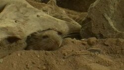 A mouse emerges from its hole under driftwood. Stock Footage