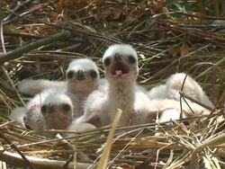 Marsh Harrier Chicks Stock Footage