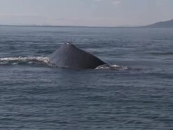 'Medium Long Shot zoom-in-A humpback whale surfaces, spouts and dives. / Alaska, USA' Stock Footage