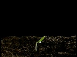 T/L Tomato Plant seedling emerging from soil, black background Stock Footage
