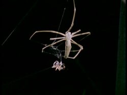 Net-casting Spider (Dinopis) & Ant - MS spider wrapping up live ant in silk, Australia Stock Footage