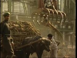 India seeks plant-based fuel alternatives. Client refeed News Clip