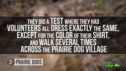 9 Weird Ways Animals Communicate Instructional Video