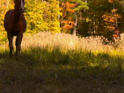 MS TS SLO MO Low angle Shot of brown horse galloping through bright field diagonally / shady, New York, United States Stock Footage