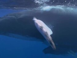 Humpback Whale Stock Footage