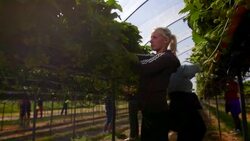 Female farm workers pick strawberries from raised beds in modern farming poly tunnel. Stock Footage