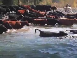 Cowboys herding cattle across river Stock Footage