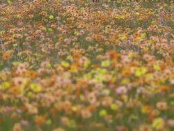 MS R/F Shot of Vast numbers of Namaqualand daisies / Namaqualand, Northern Cape, South Africa Stock Footage