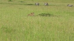 Lioness Hunting / Preying at wild Stock Footage