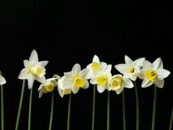 Narcissus opening process Stock Footage