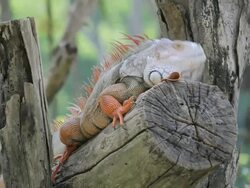 iguana reptile Stock Footage
