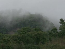 Wide Shot - Foggy hilltop in lush rainforest / Bangladesh  Stock Footage