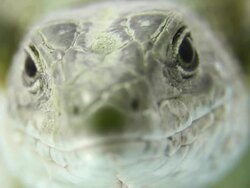 Lizard - macro, HD Stock Footage