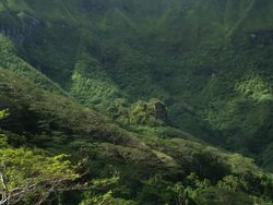 cloud shadows passing over a rainforest Stock Footage