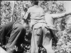 AUSTRALIA - HOP HARVEST News Clip