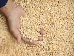 Raw dry corn spills Stock Footage