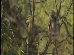 MS Hanuman Langurs, Semnopithecus entellus, sitting in tree calling, Bandhavgarh National Park, India Stock Footage