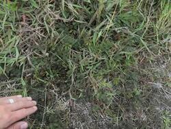 CU Shot of male hand touching interactive plants that close when touched at Sulphur Banks in Volcanotes National Park / Volcano, Hawall, Big Island, United States Stock Footage