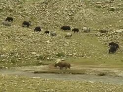 Pan Right Herd of Yaks Grazing Lhasa Tibet China Stock Footage