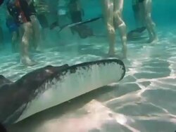 CU, Cayman Islands, Grand Cayman, Stingray City, Tourists playing with stingrays in sea, low section Stock Footage