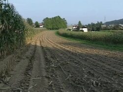 Corn field Stock Footage