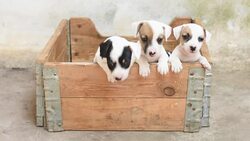 Jack russel terrier puppy in basket Stock Footage