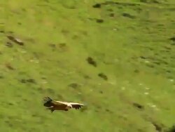 MS TS Shot of Griffon Vulture (Gyps fulvus) gliding overhead with high mountains / Stepantsminda, Kazbegi, Georgia Stock Footage