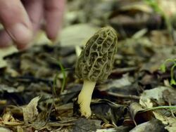 Picking Morel Muhsroom 1 Stock Footage