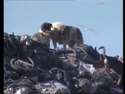 Turkey - Plight of stray dogs News Clip