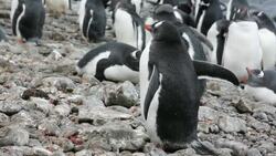 Gentoo Penguins at Hannah Point on Livingston Island in the South Shetland Islands, Antarctic. Stock Footage