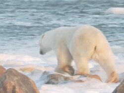 MS Polar bear walking near shore / Churchill, Manitoba, Canada Stock Footage