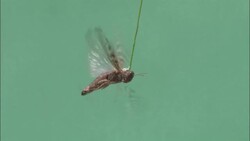 A locust attached to a rod flaps its wings rapidly. Stock Footage