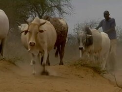 Herd of cows Stock Footage