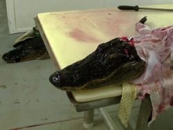 Market For Alligator Meat Booms In Florida Stock Footage