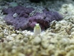 Underwater Fish Stock Footage