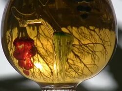 HD: glass bottle Stock Footage