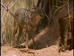 MS Jackal and pups coming out of den, Bandhavgarh National Park, India Stock Footage