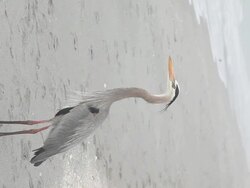 Meditating heron vertical Stock Footage